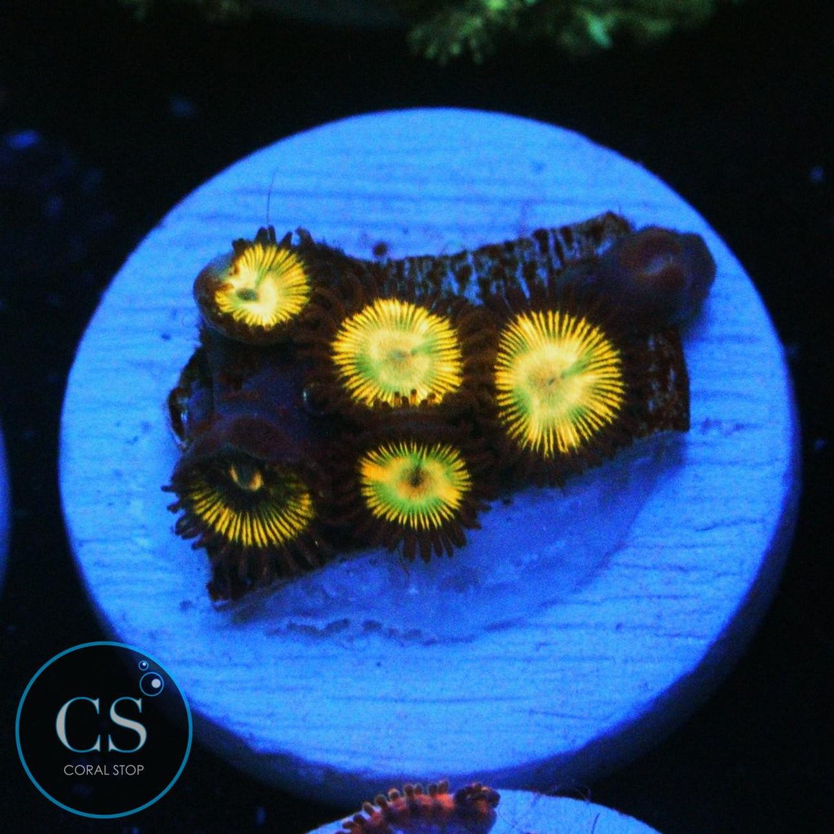 SUPER MARIO SUNSHINE ZOA