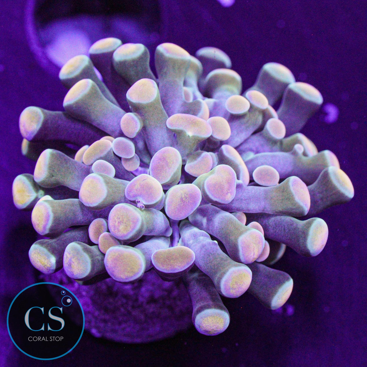 Rainbow Gold Hammer