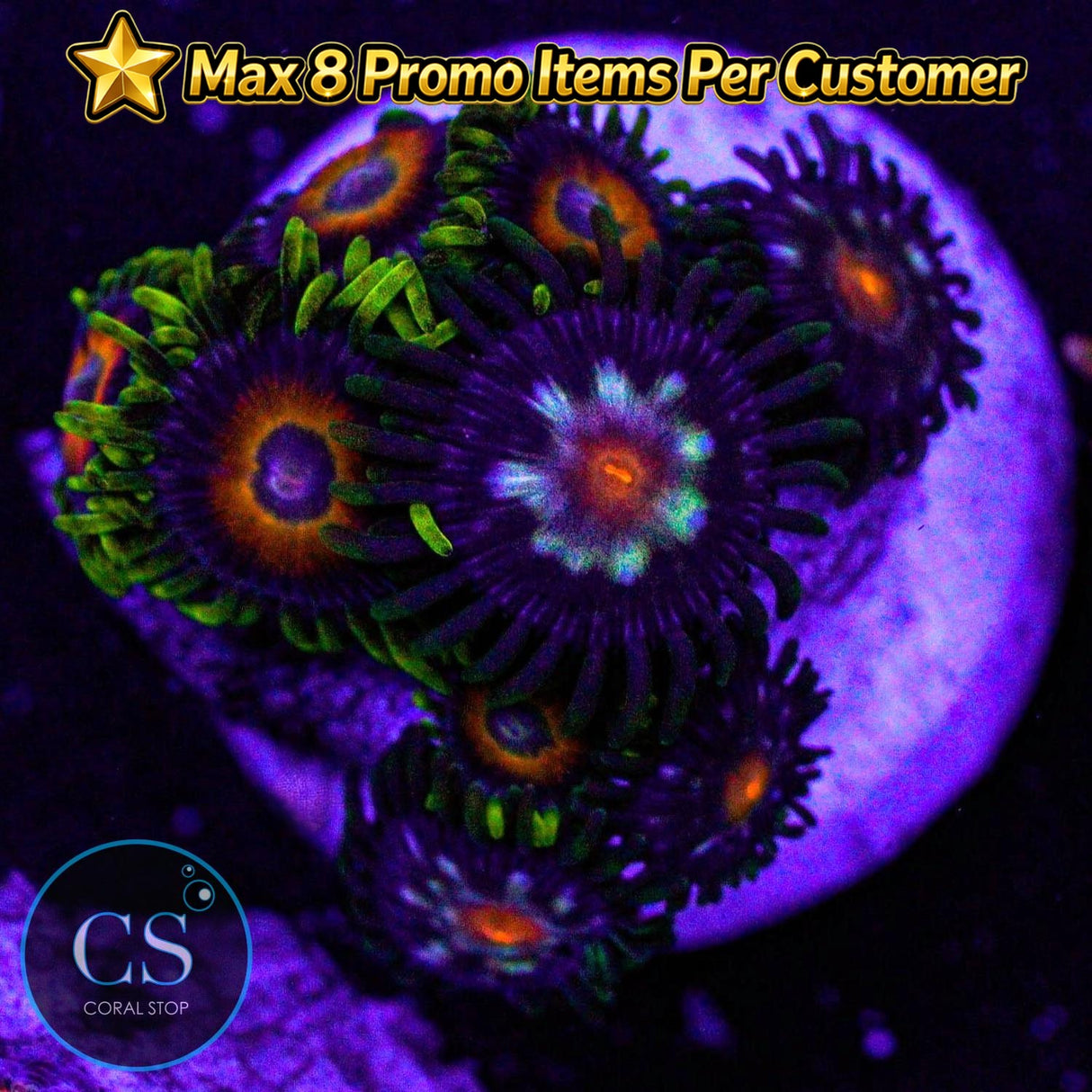 Combo Zoa