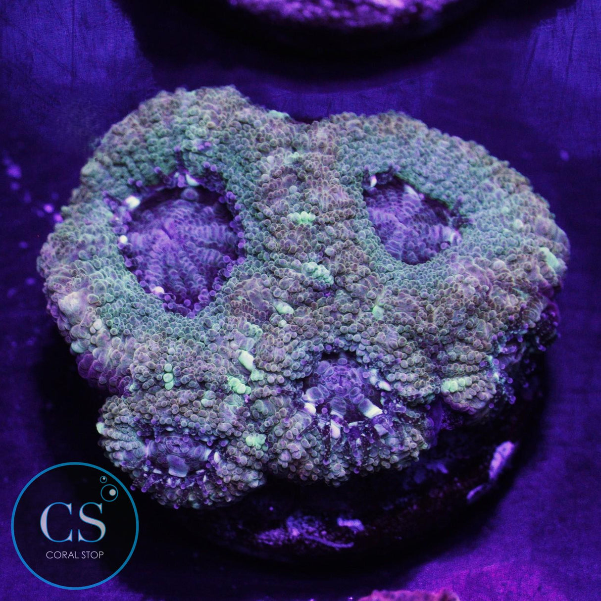 Electric Halo Asian Acan