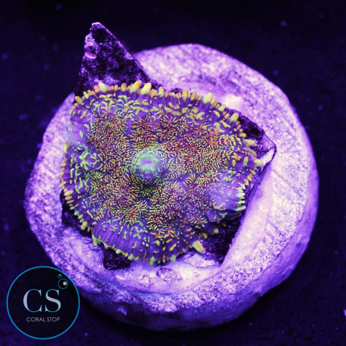 Flame Field Mushroom