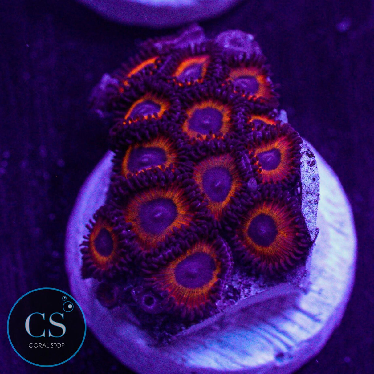 Kedd's Red Zoa