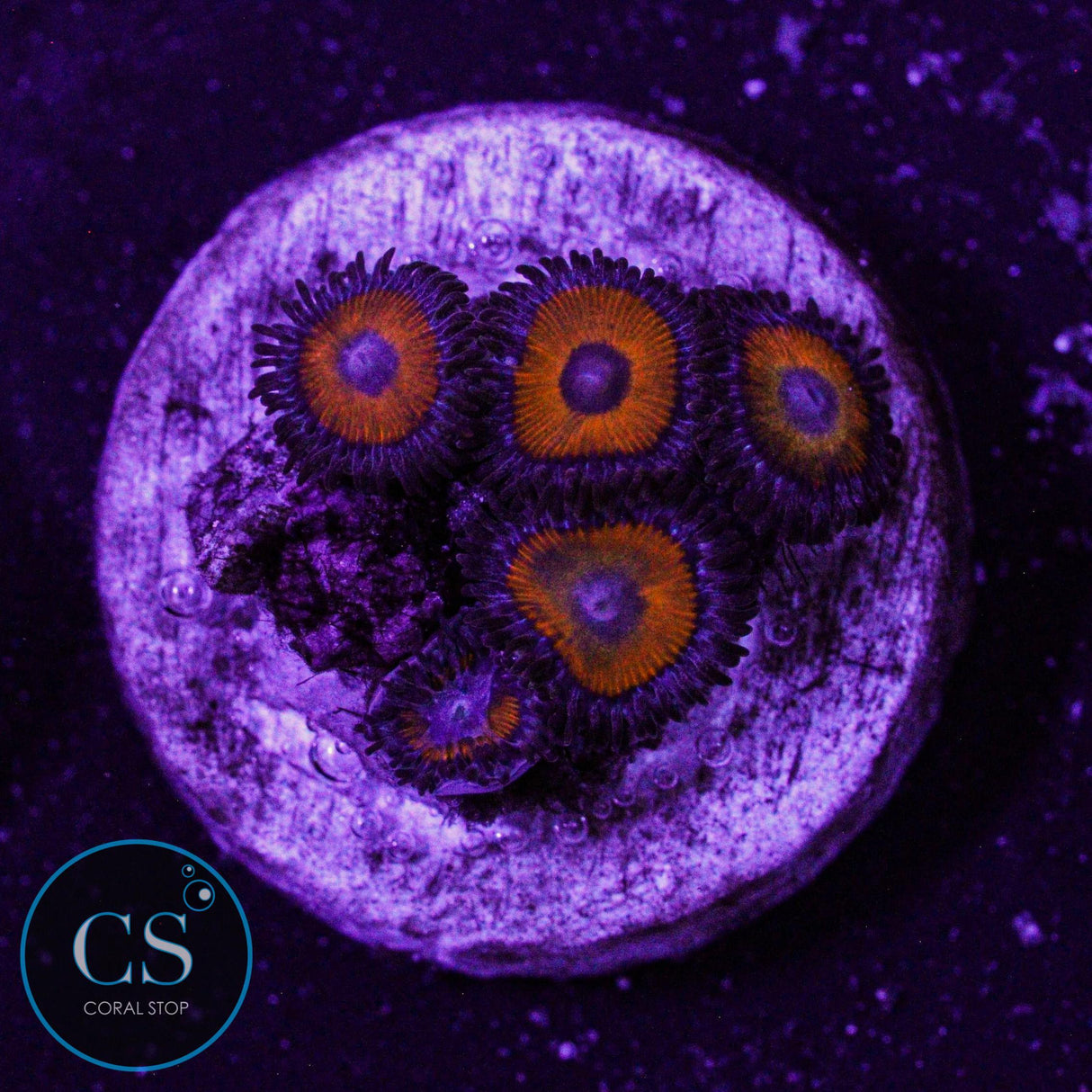 Firecracker Zoa