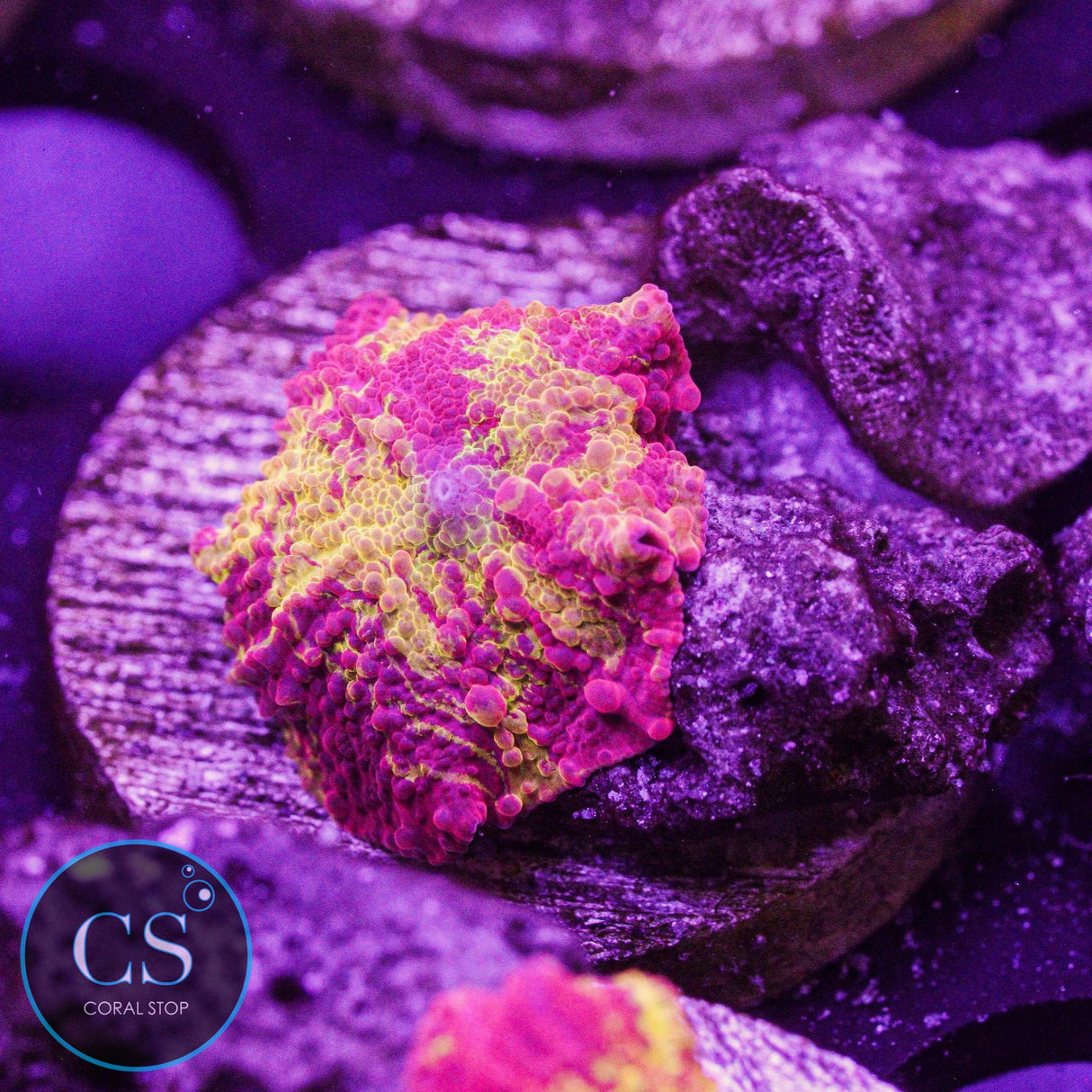 Morning Star Jawbreaker Mushroom