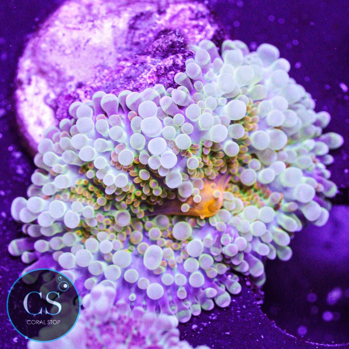 Rainbow Malaysian Yuma Mushroom