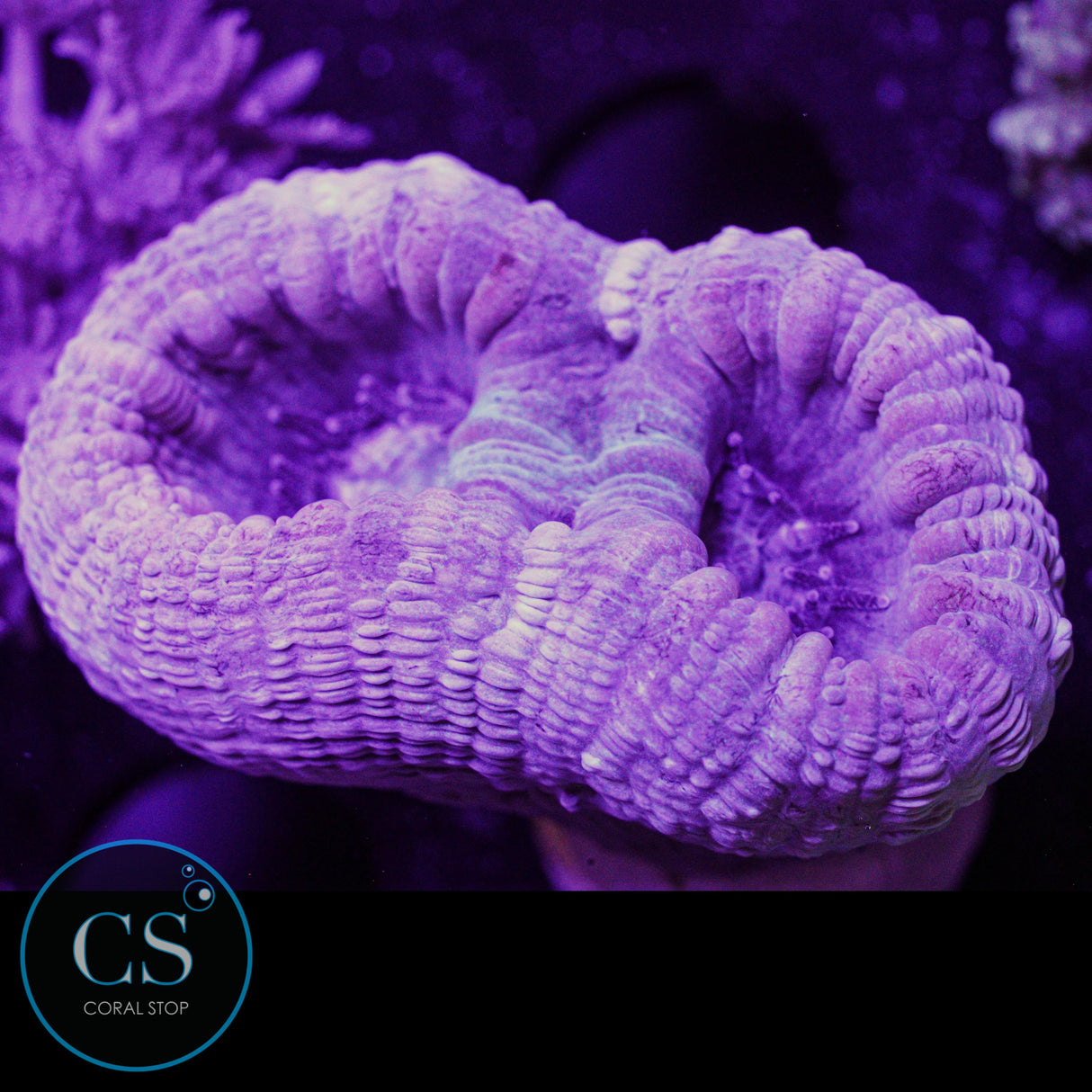 Reef Builders Giant Purple Candy Cane
