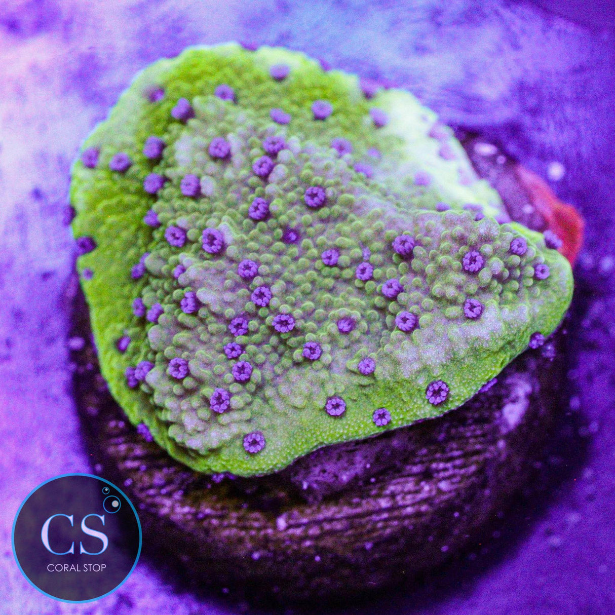 LA Lakers Montipora