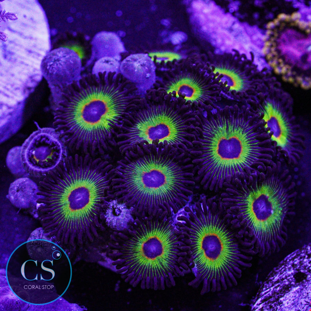 WWC Bob Marley Zoa
