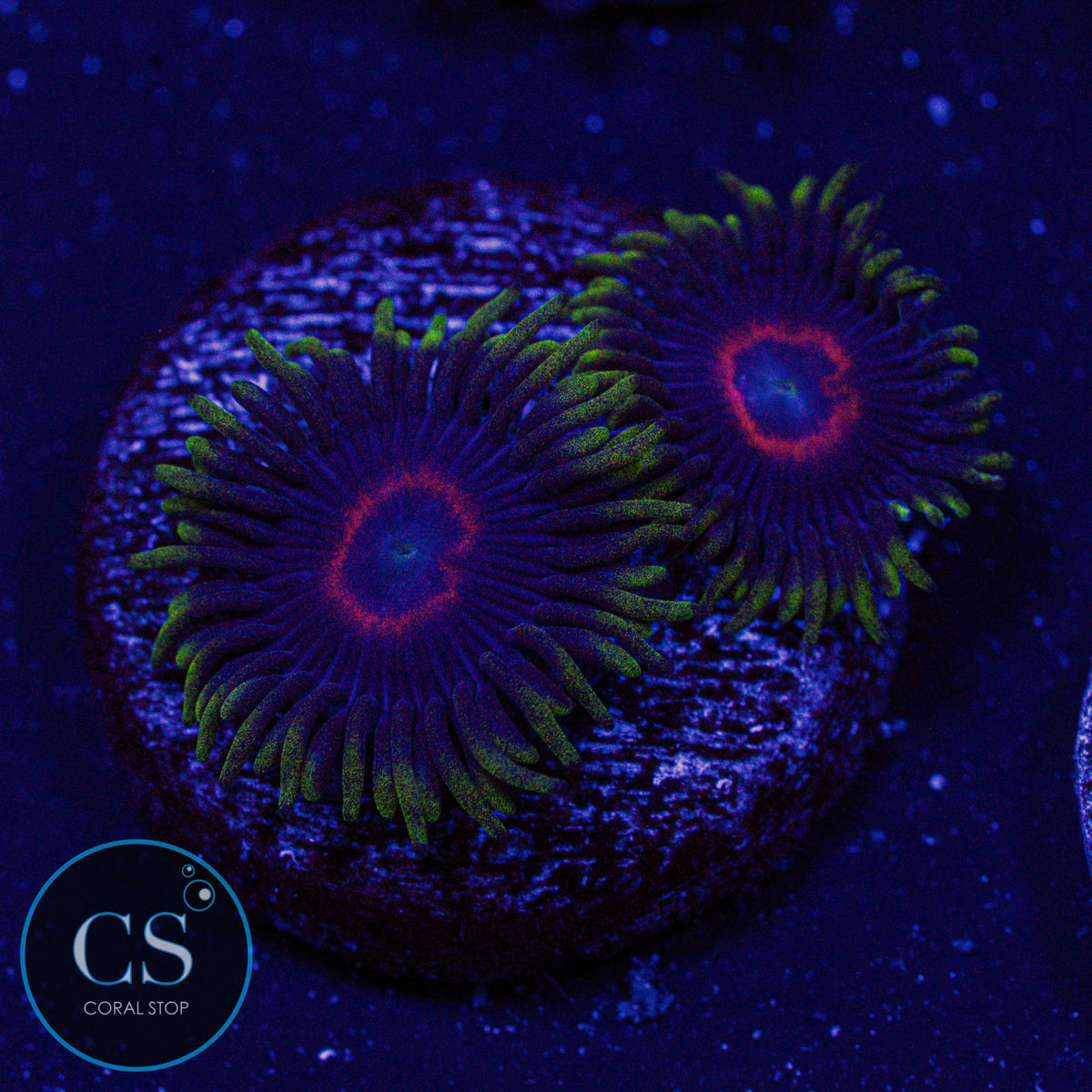 Eagle Eye Zoa