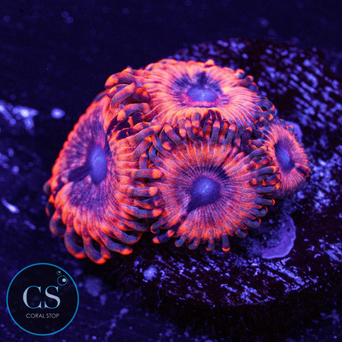 Utter Chaos Zoa