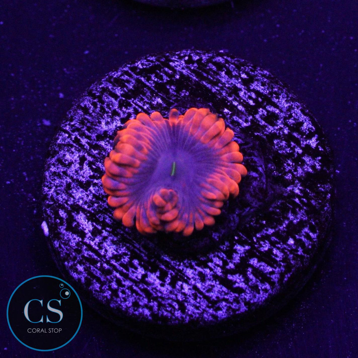 FRUIT PUNCH ZOA