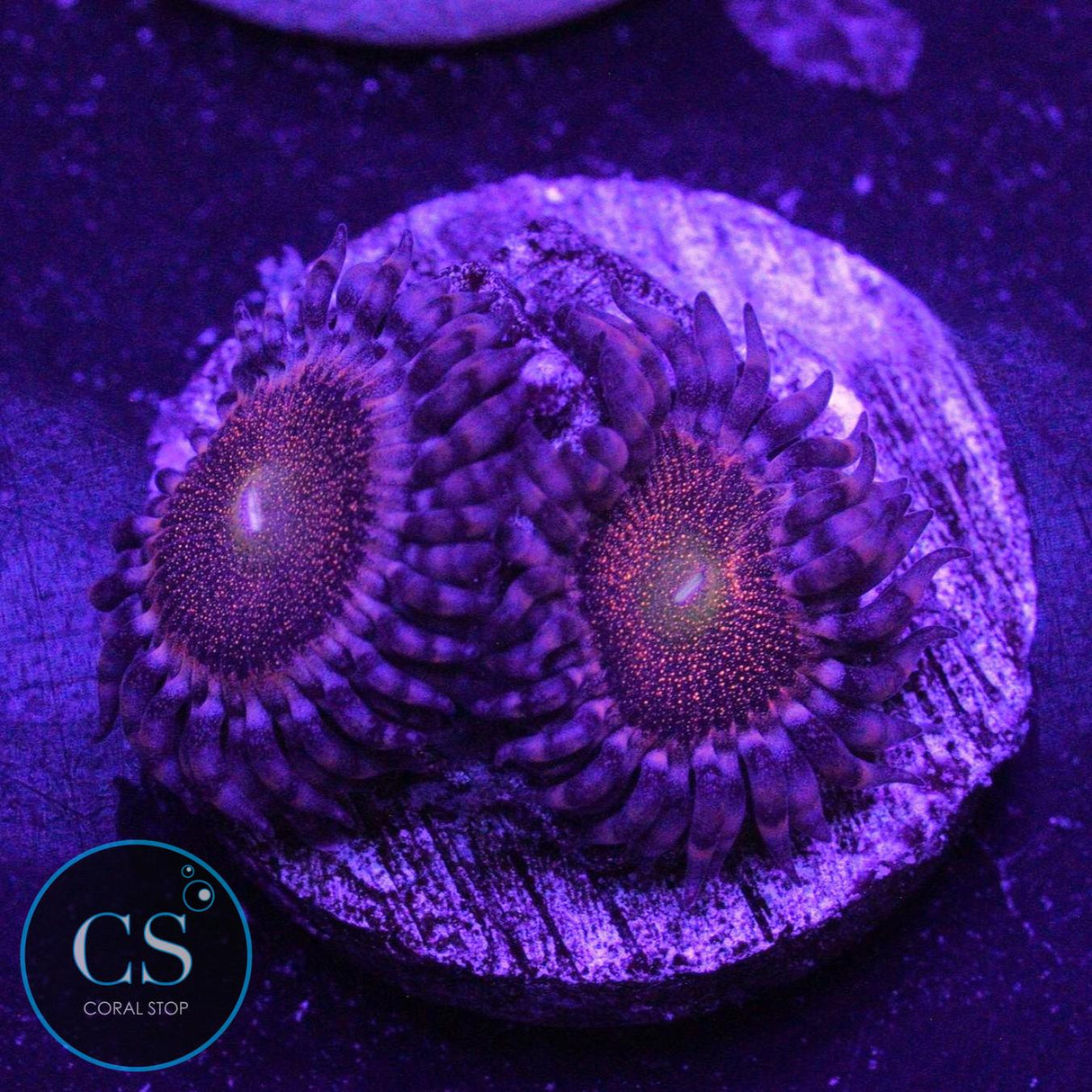 MOHAWK ZOA