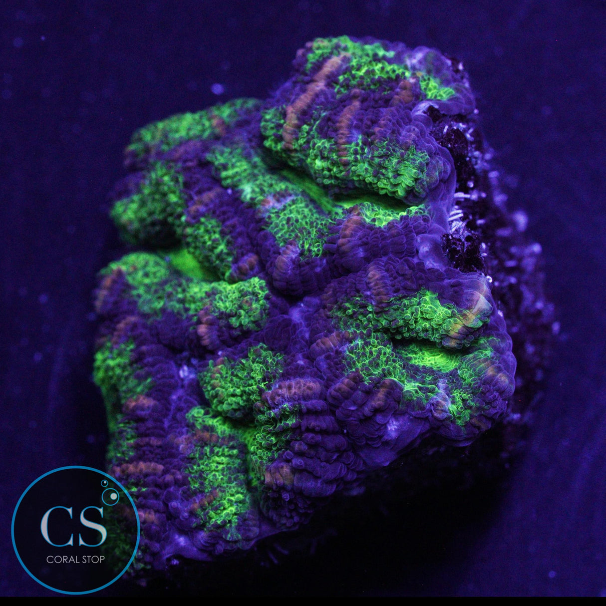 TOXIC GREEN ACAN