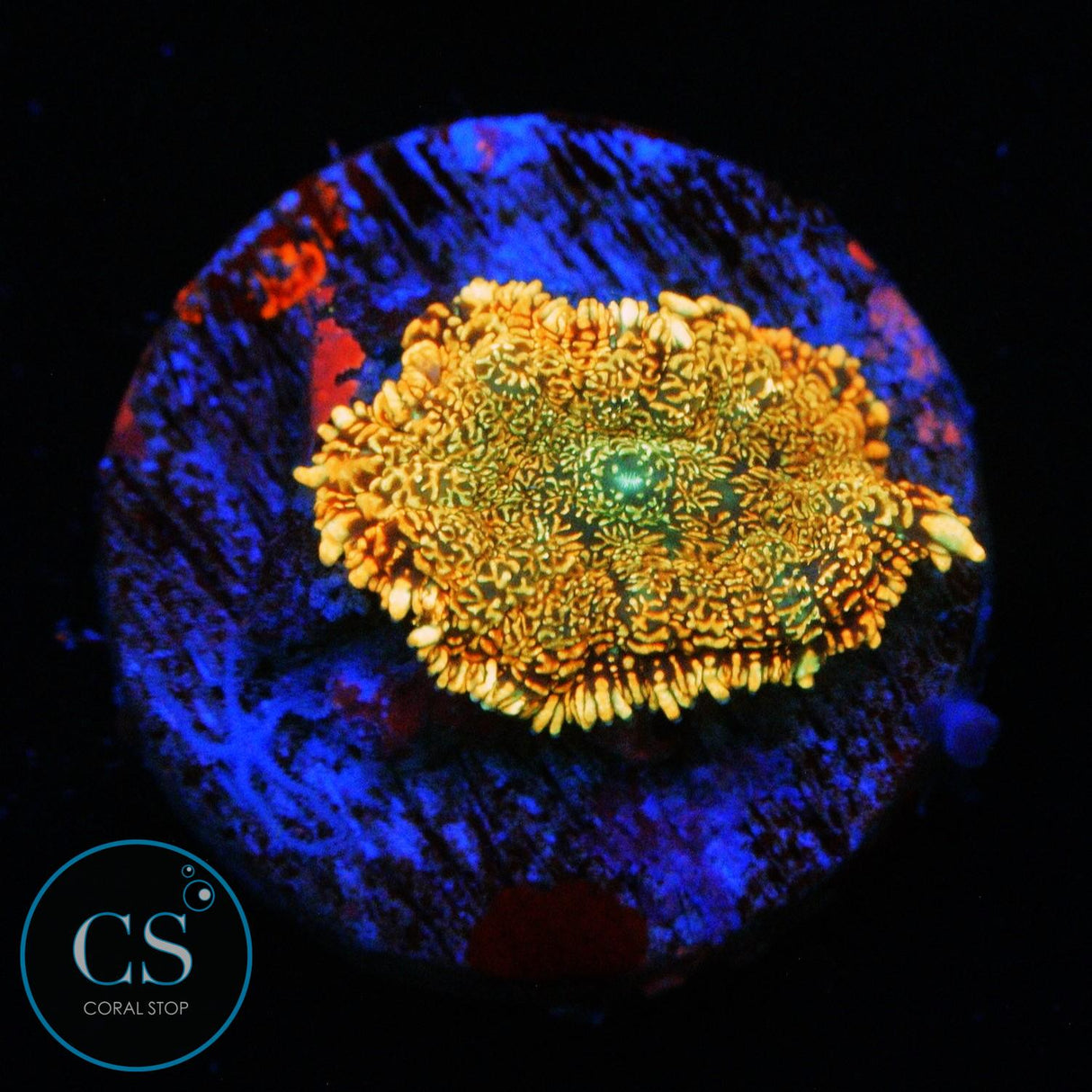 FLAME FIELD MUSHROOM