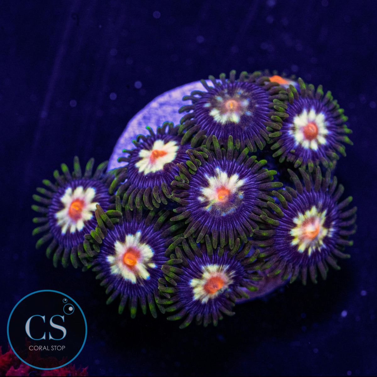 JF Stargazers Zoa