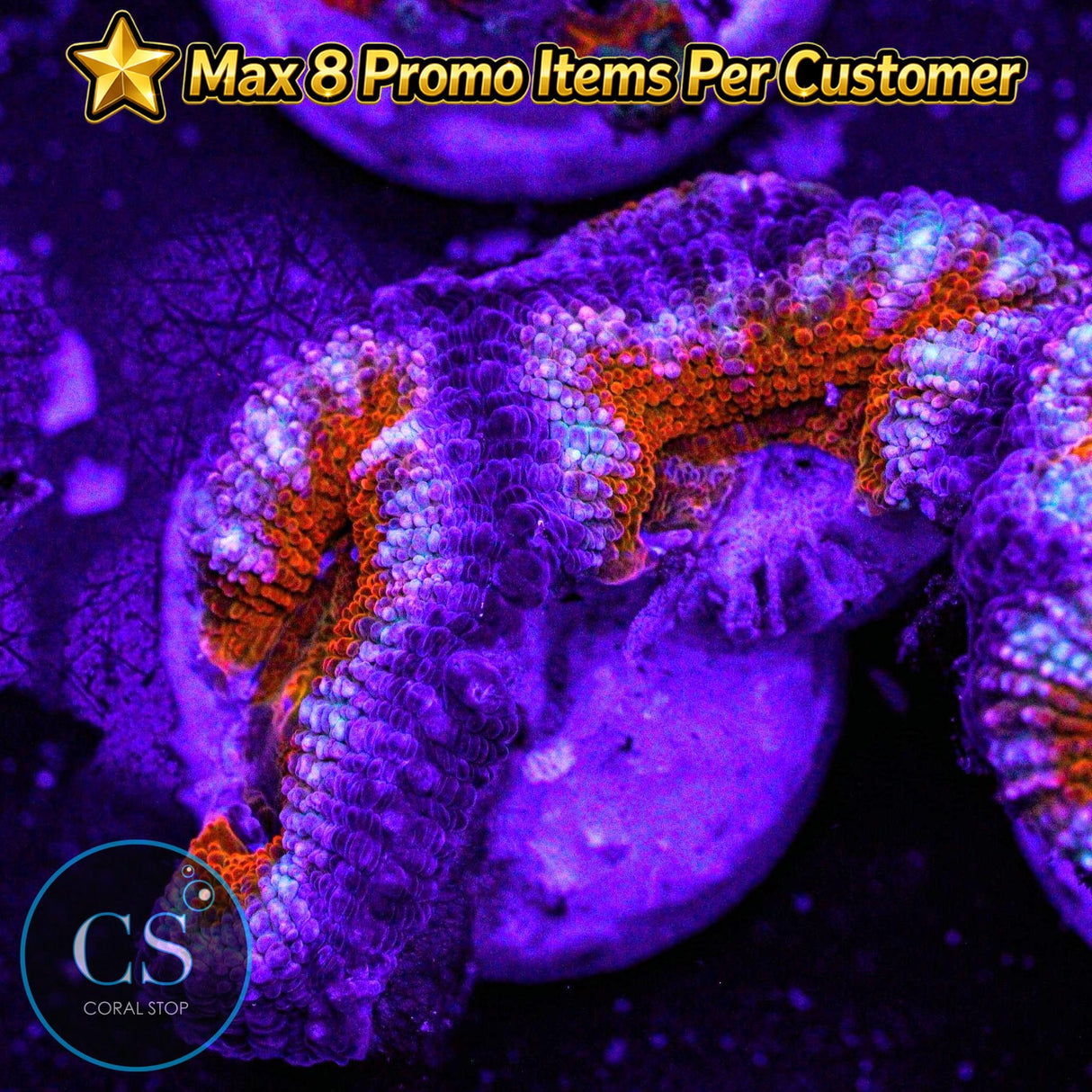 Screwdriver Acan