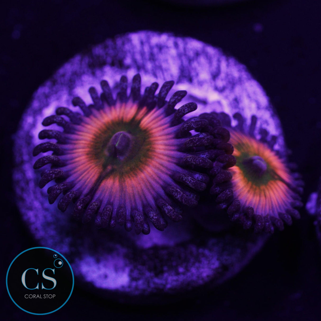 JF Rainbow Infusion Zoa