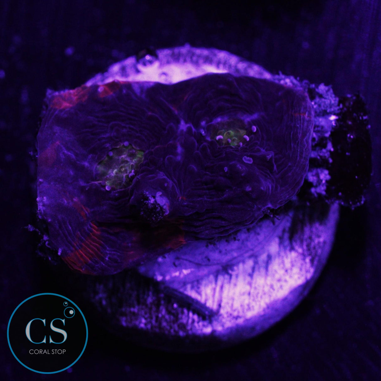 Demon Dungeon Rainbow Chalice