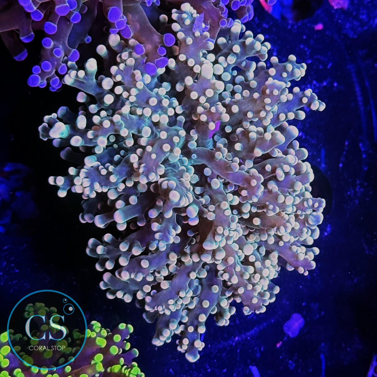 FIREFLY YAEYAMAENSIS