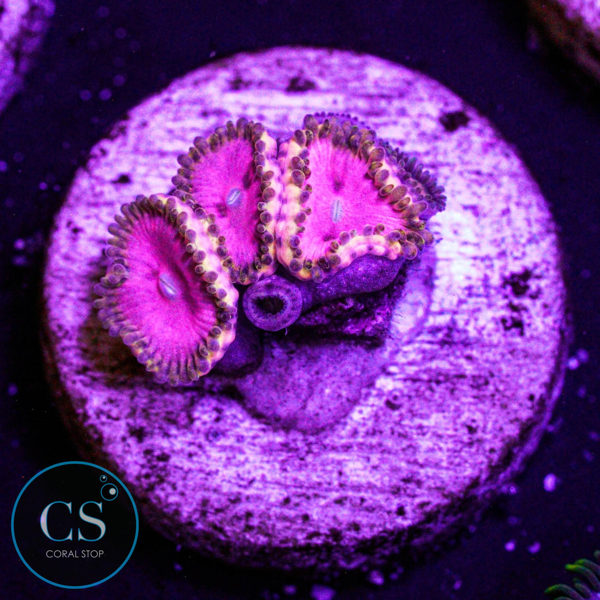 RR Pink Diamond Zoa