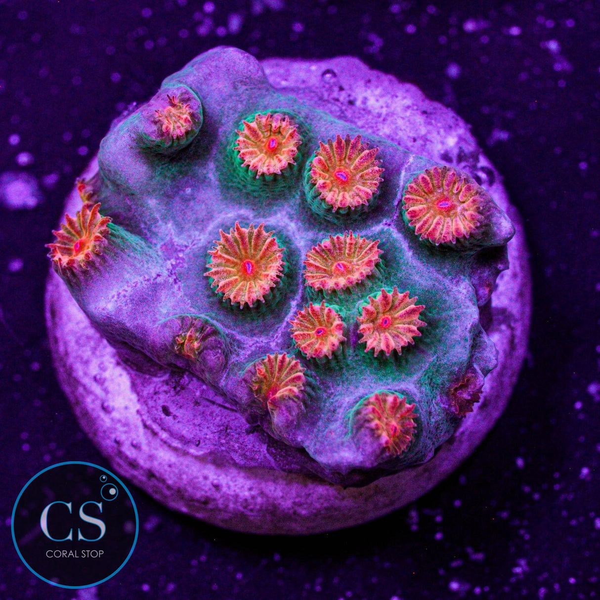 Meteor Shower Cyphastrea
