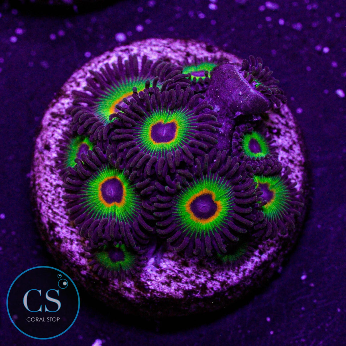 WWC Bob Marley Zoa
