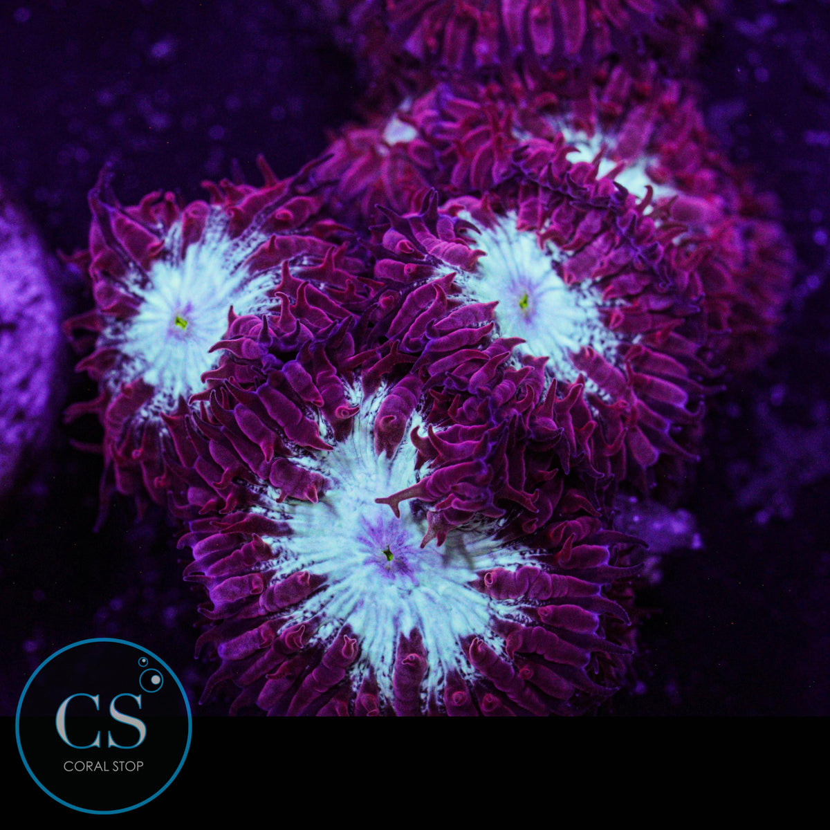 CC Fire & Ice Blastomussa Merletti