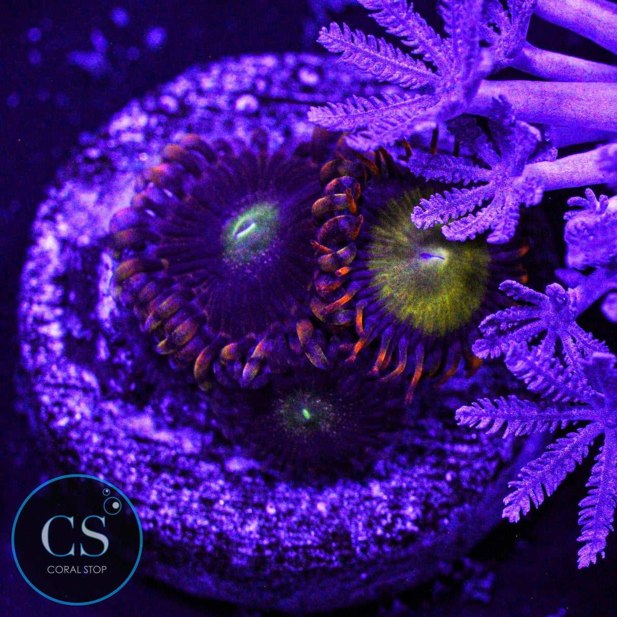 Combo Zoa