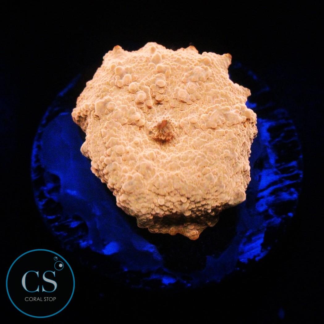 POLETTI JAWBREAKER MUSHROOM