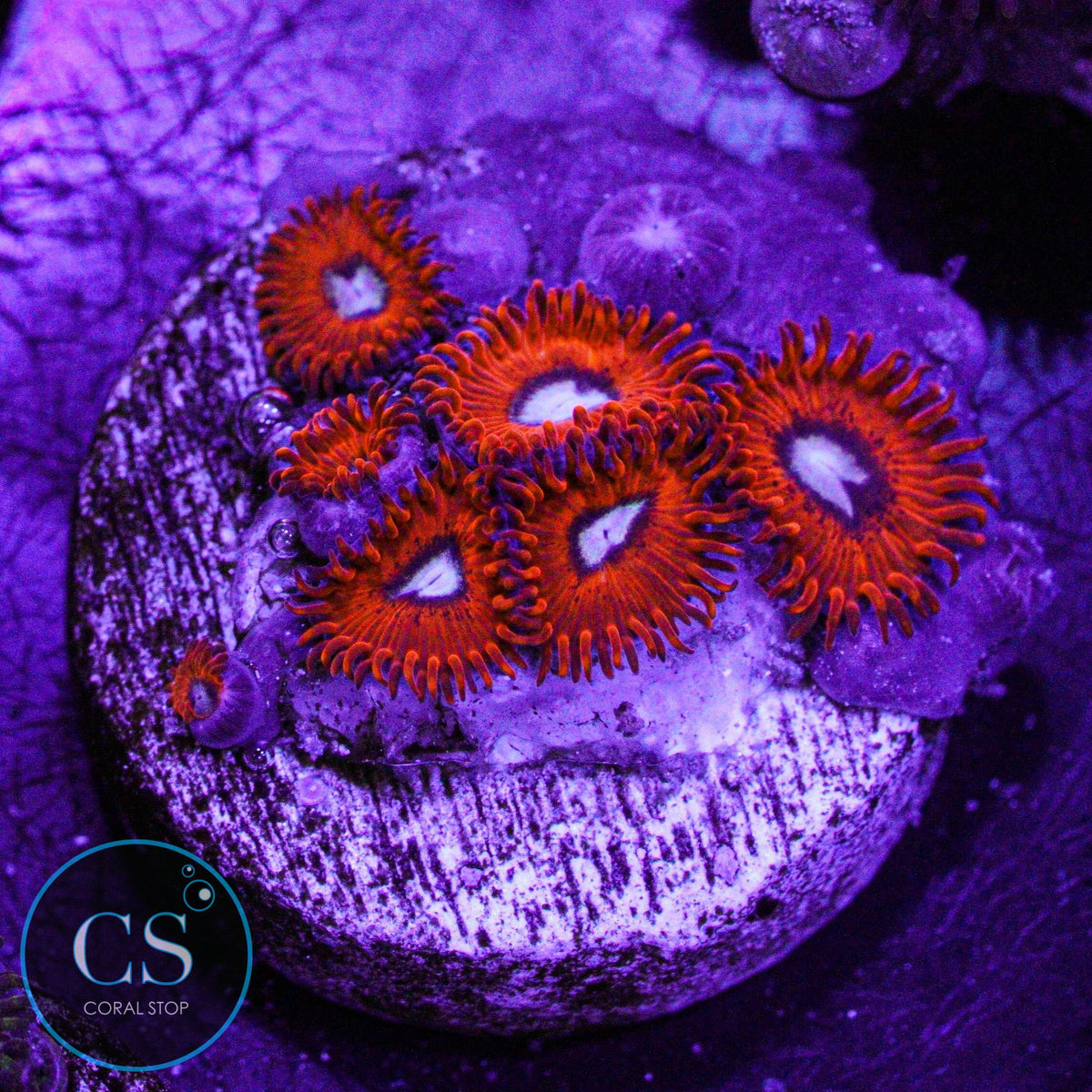 Charmander Zoa