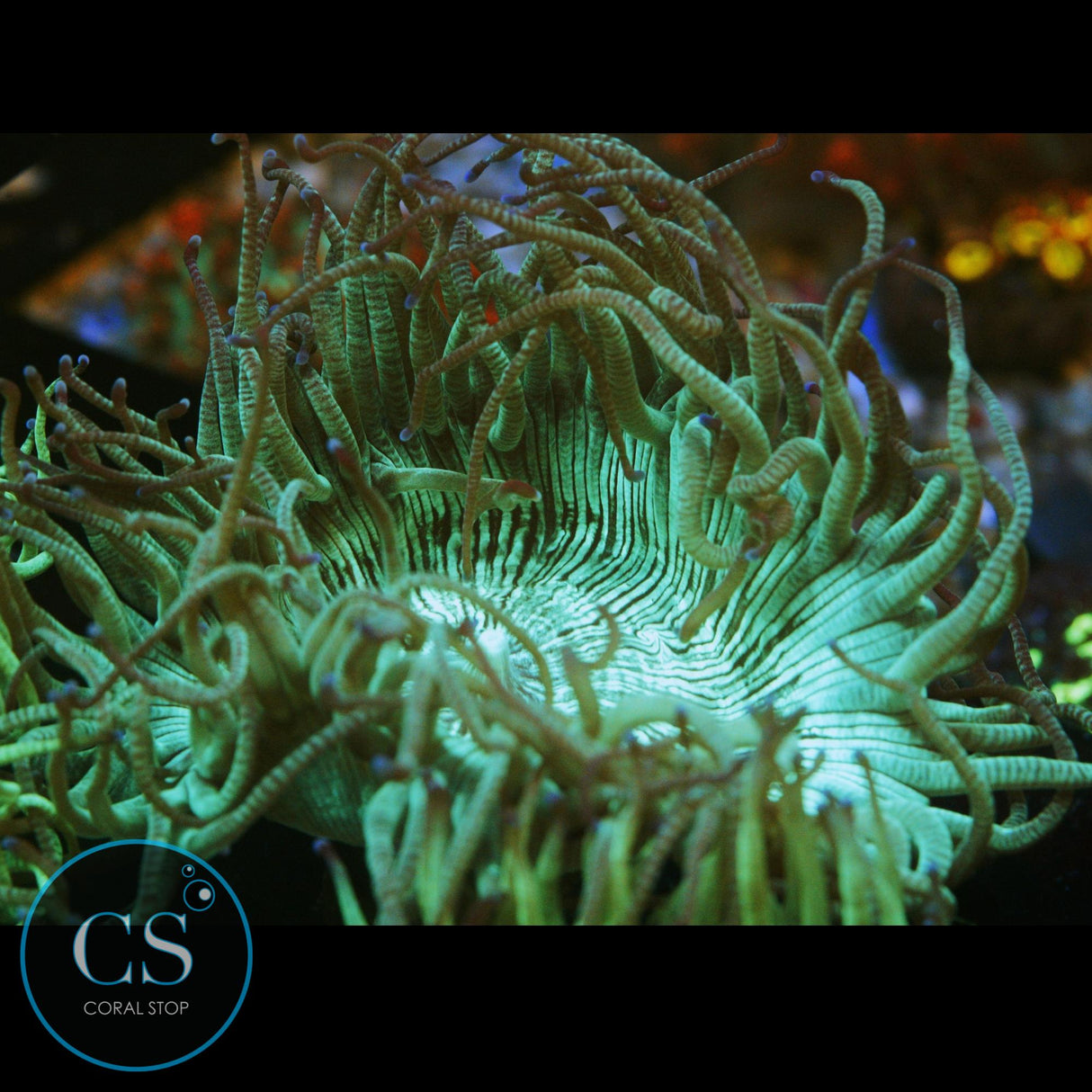 3"+ ELEGANCE CORAL