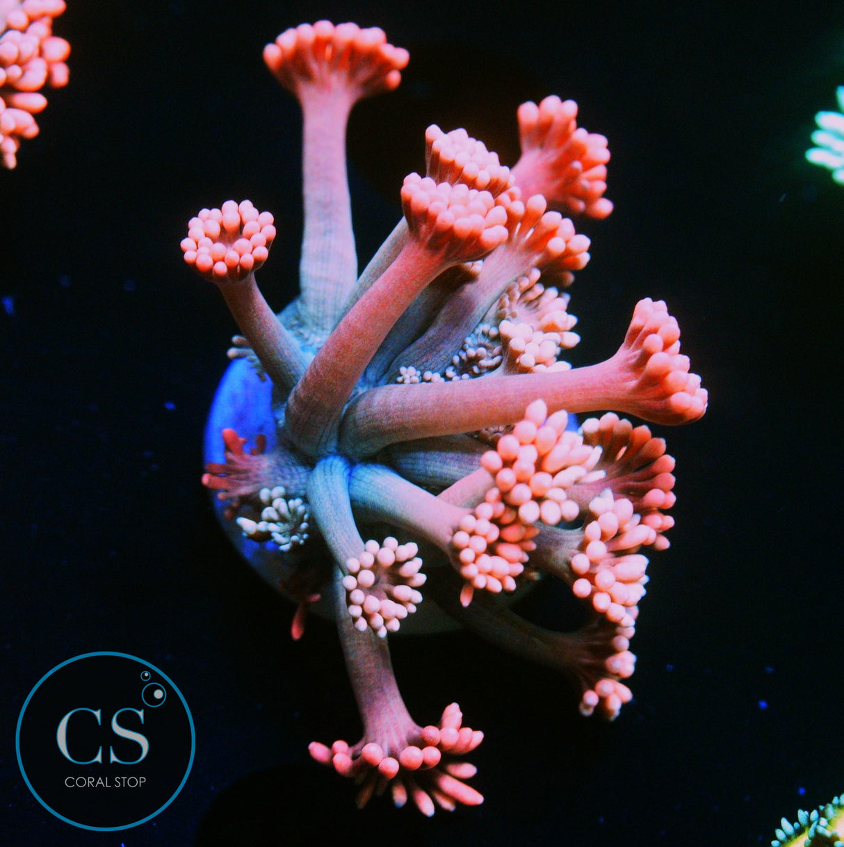 CS BUBBLISCIOUS GONI