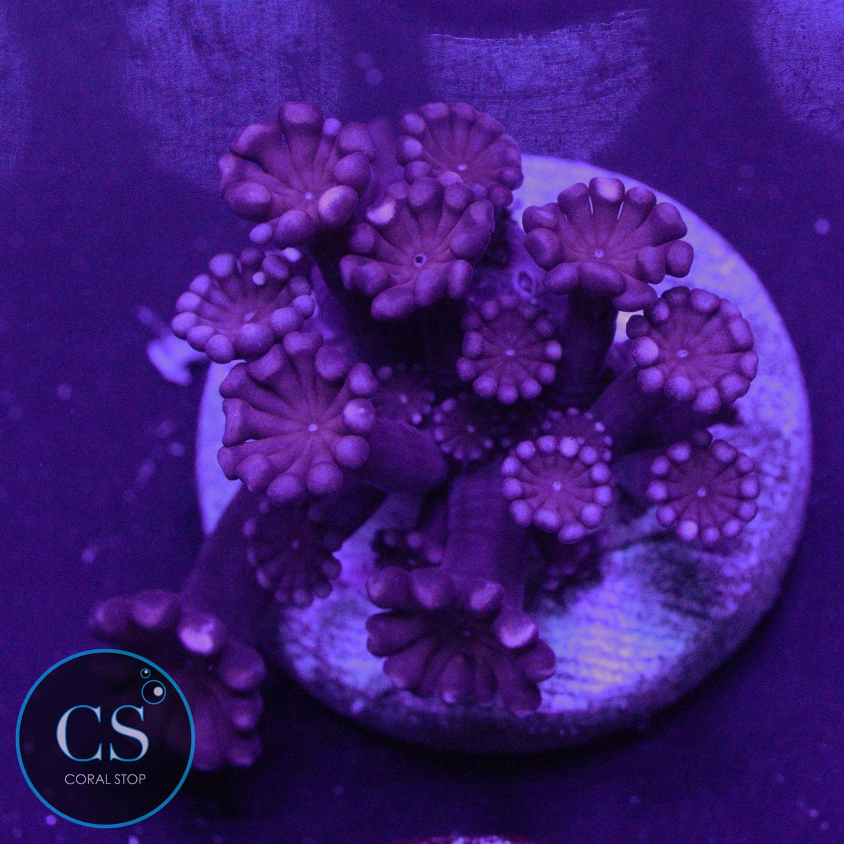 VERY RARE RUBY RED ALVEOPORA