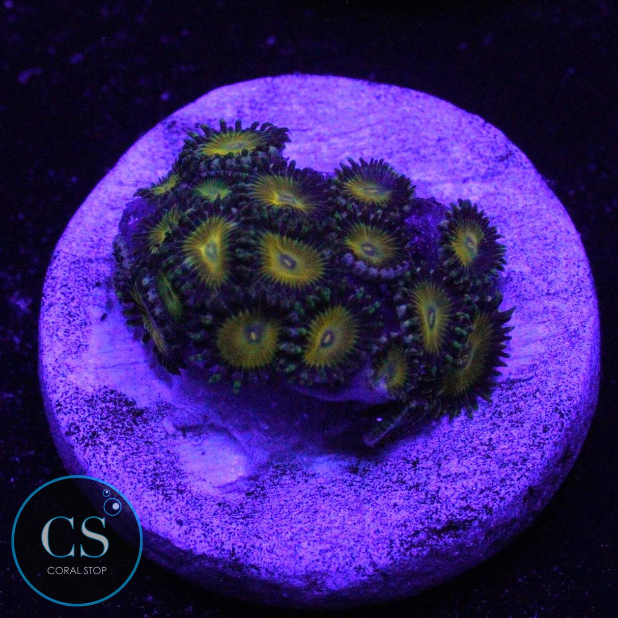 PIED PIPER ZOA