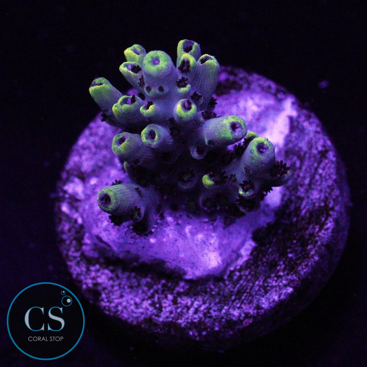 INLAND'S CYCLOPS ACRO