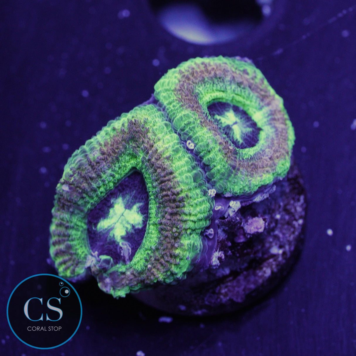 TEENAGE MUTANT NINJA TURTLES ASIAN ACAN