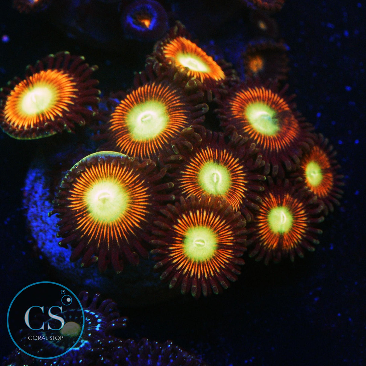 ULTIMATE CAT EYE ZOA