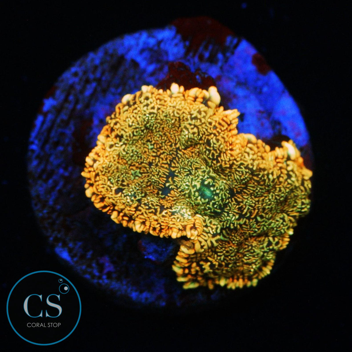 FLAME FIELD MUSHROOM