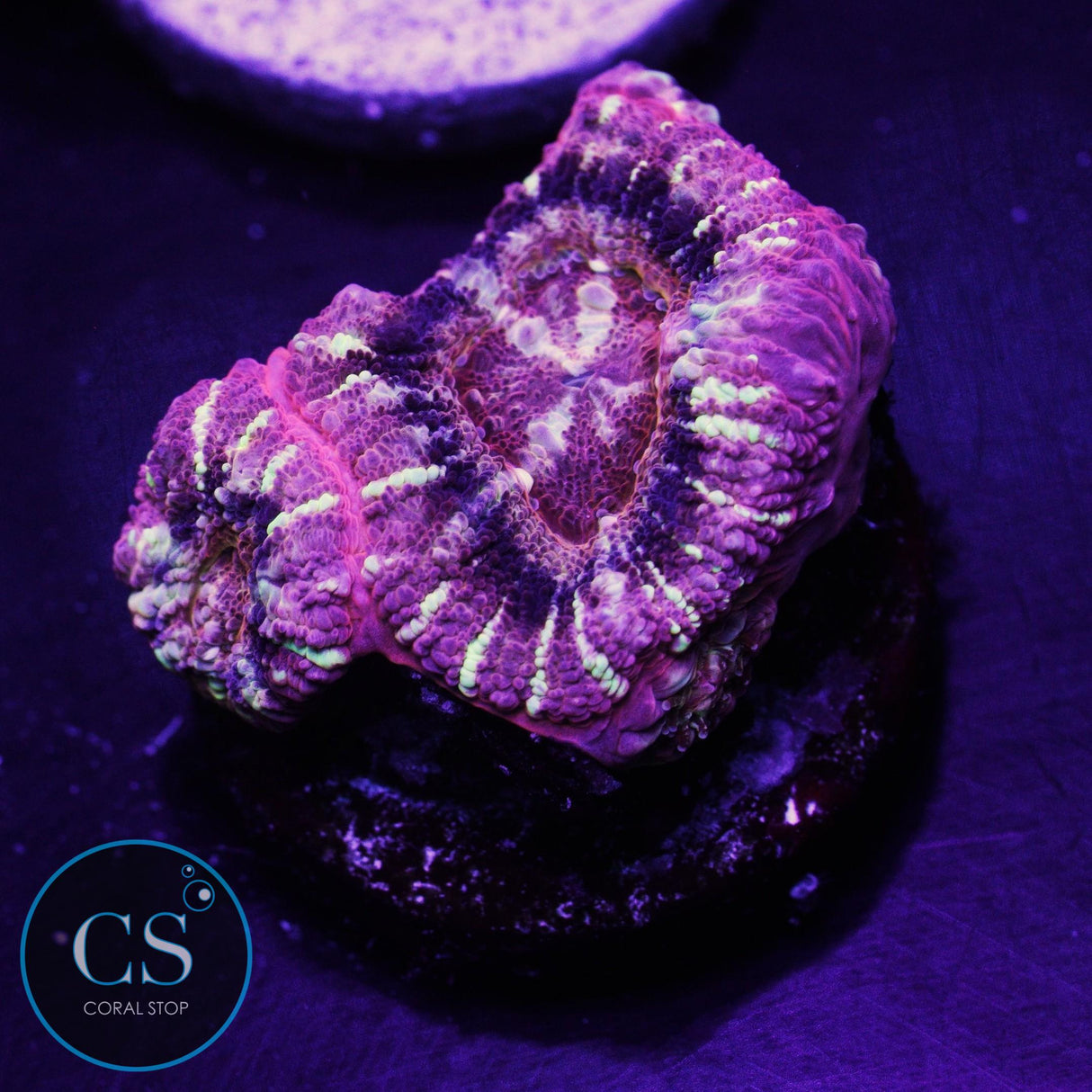 Mysterio Asian Acan