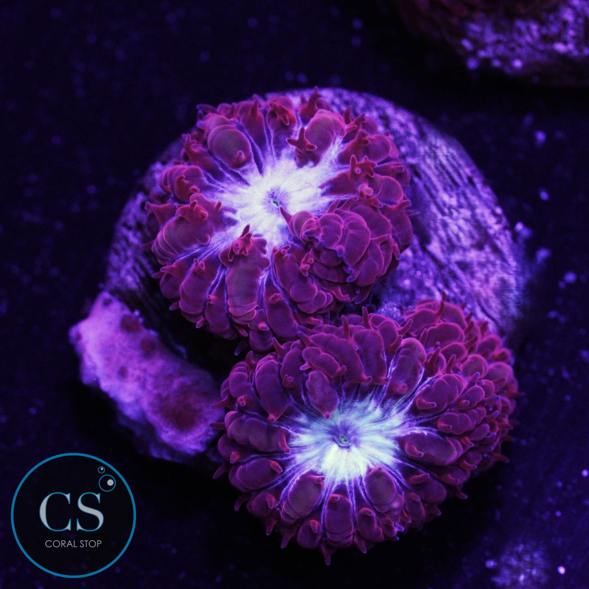 CS Midnight Ice Blastomussa Merletti