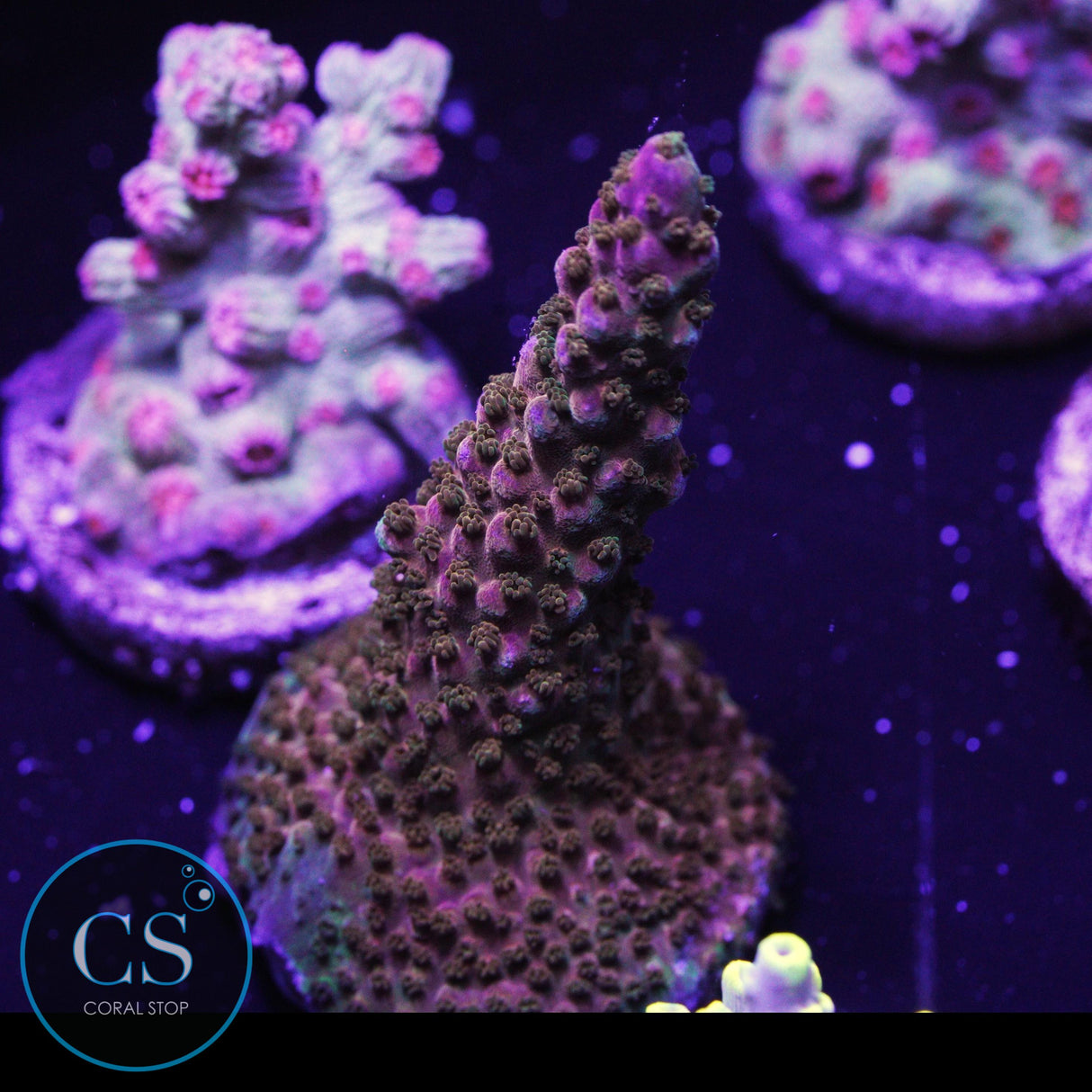 CS Rainbow Ray Acropora