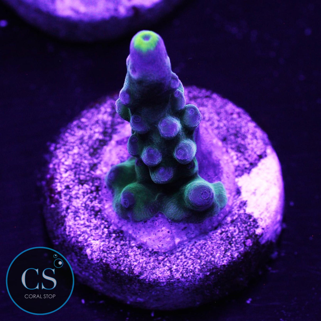 WWC Yellow Tip Acropora