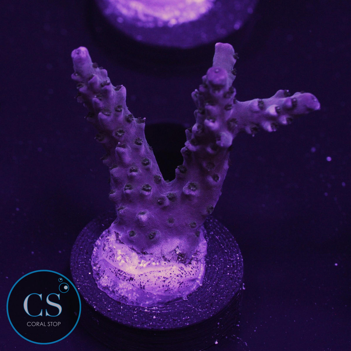 SBB Berry Shortcake Acro