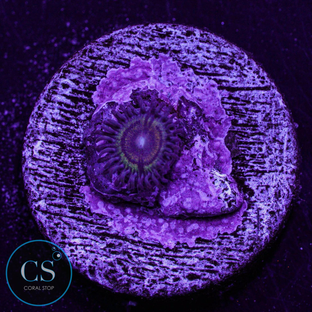 Bowling Green Massacre Zoa