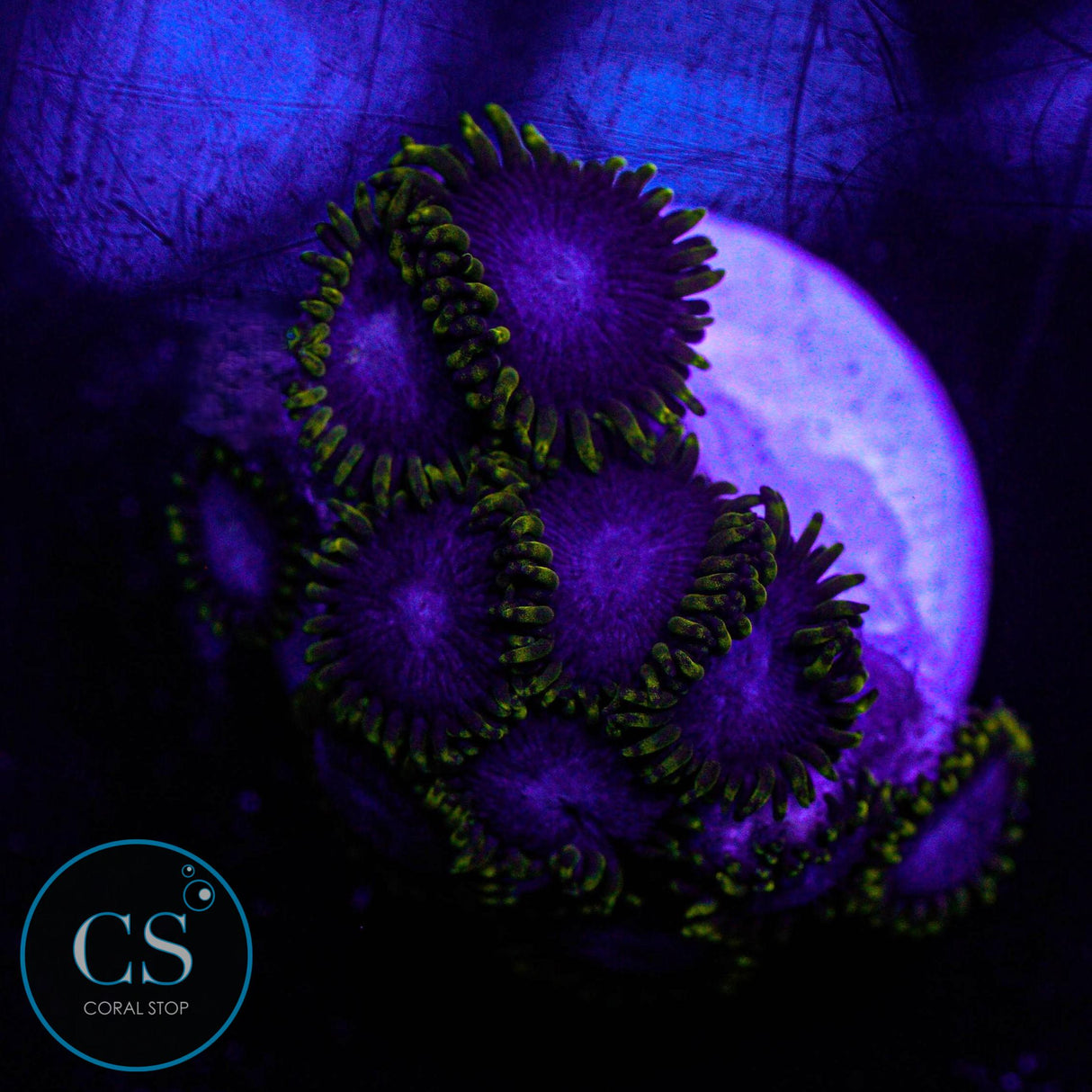 Blue Phoenix Zoa
