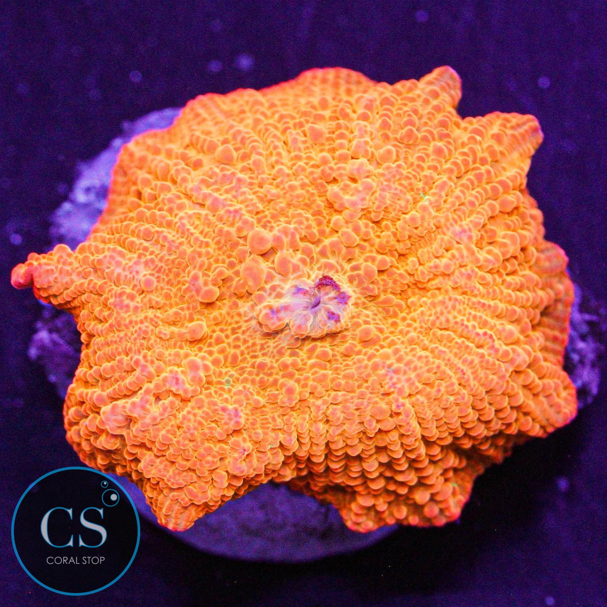 Candy Crush Jawbreaker Mushroom