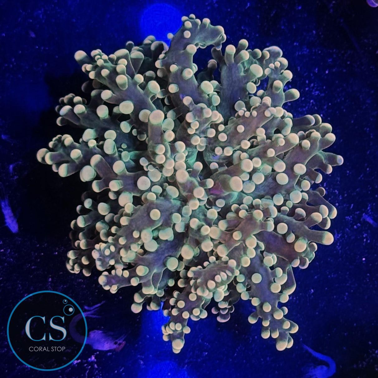 MIAMI HURRICANE YAEYAMAENSIS