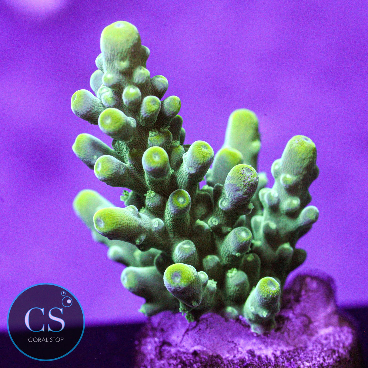 JF Eternal Flame Acro