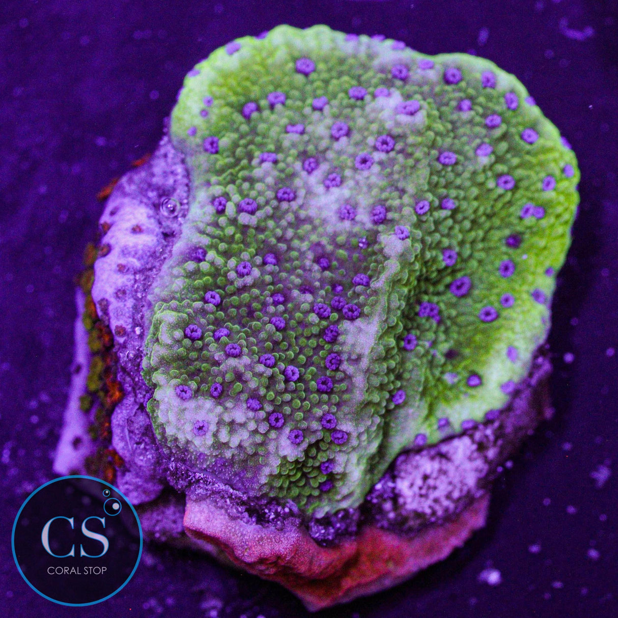 LA Lakers Montipora