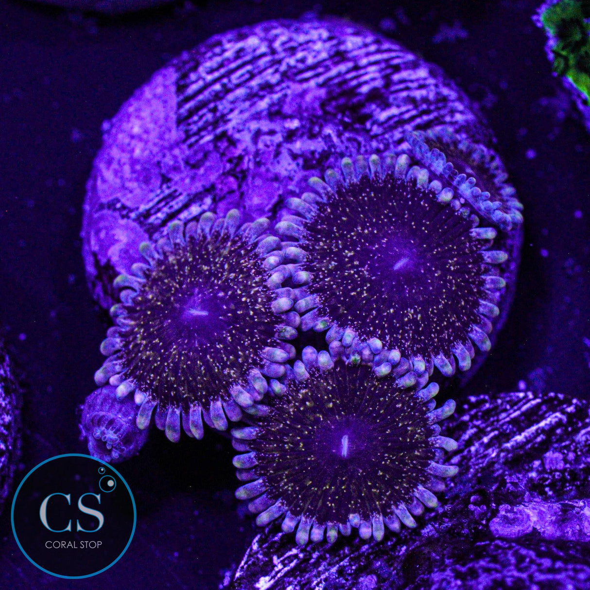 Solar Circus Zoa
